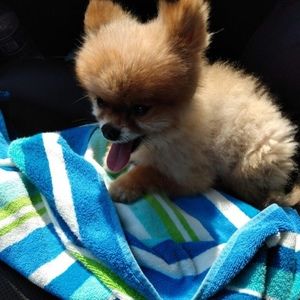 Meet your Posher, Nicole